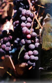 Grapes represent an important part of Chautauqua County's agricultural economy and local wineries produce some of NY State's best wines.